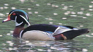 Wood Duck