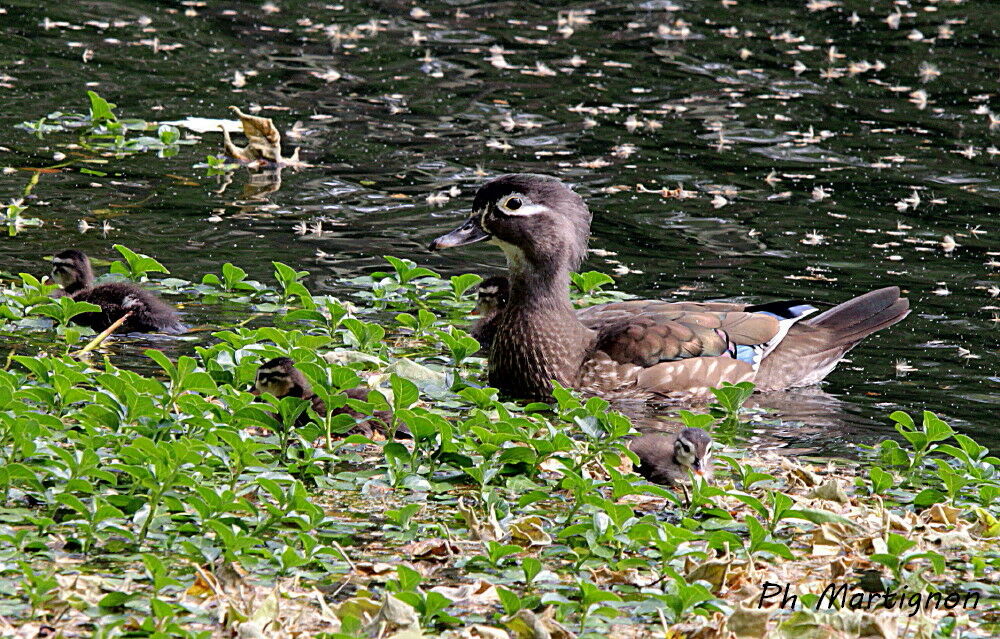 Wood Duck, identification