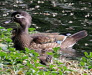 Canard carolin