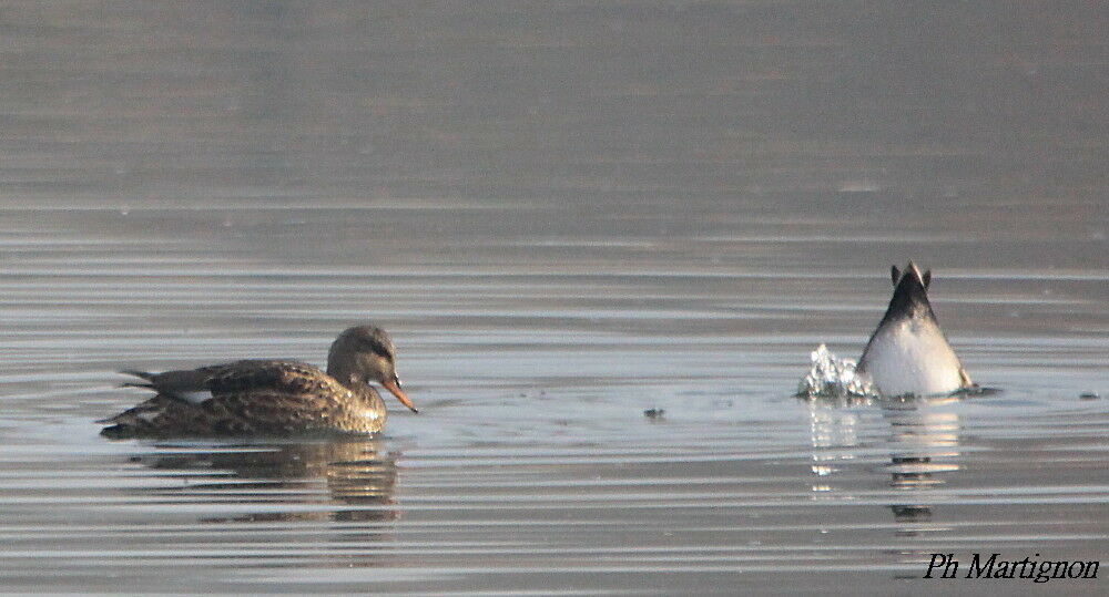 Canard chipeauadulte, pêche/chasse, mange