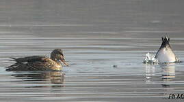 Canard chipeau