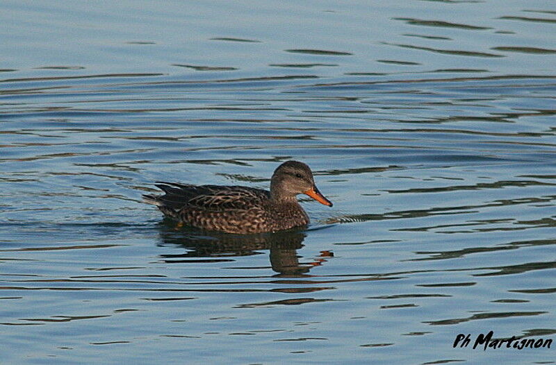 Canard chipeau, identification