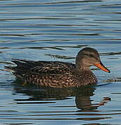 Canard chipeau