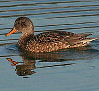 Canard chipeau