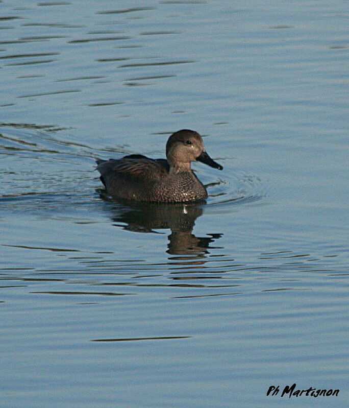 Gadwall, identification