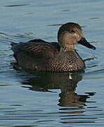 Gadwall