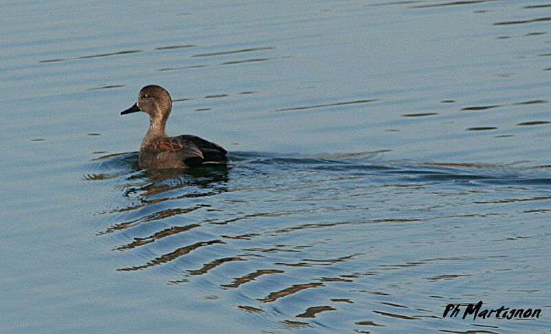 Canard chipeau, identification