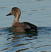 Gadwall