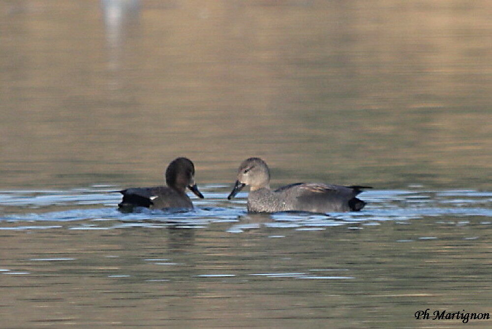 Canard chipeau