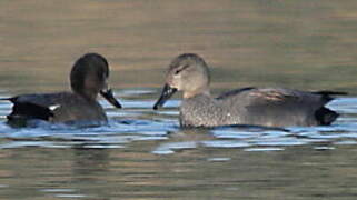 Gadwall