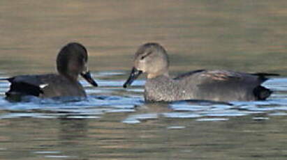 Canard chipeau