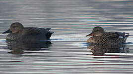 Canard chipeau