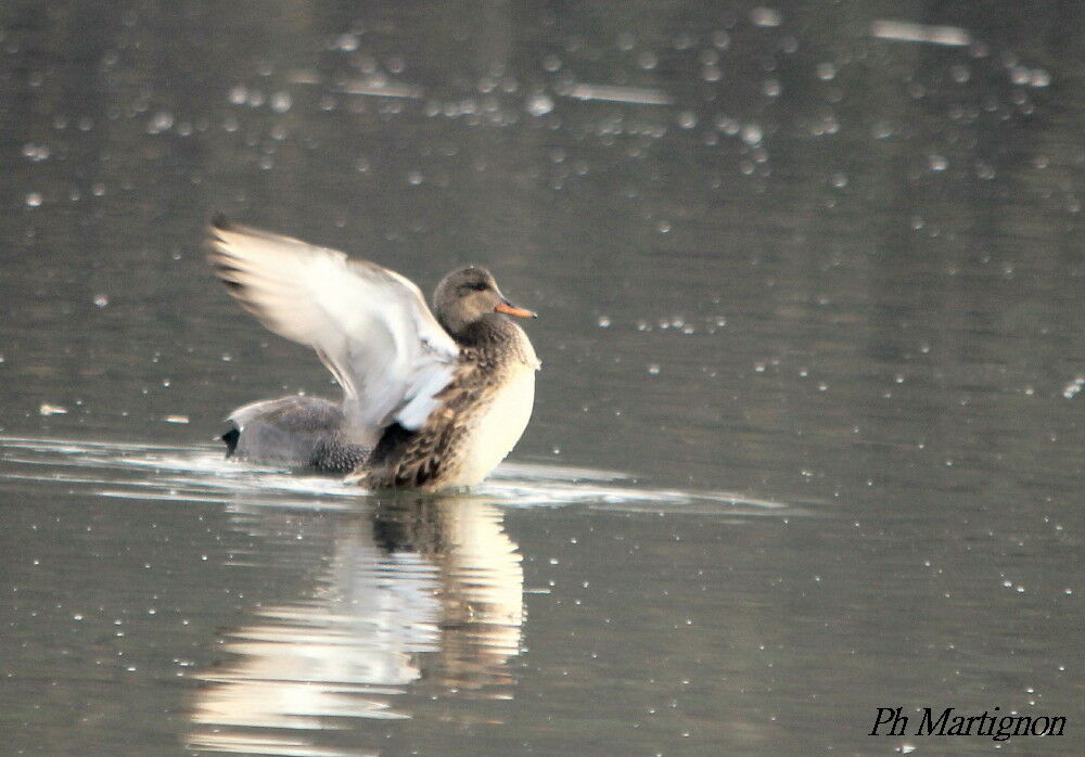 Gadwall female, identification