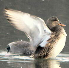 Canard chipeau