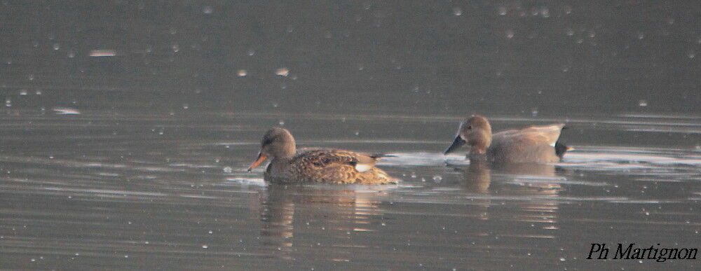 Canard chipeauadulte, composition