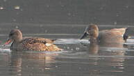 Canard chipeau