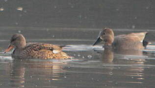 Canard chipeau