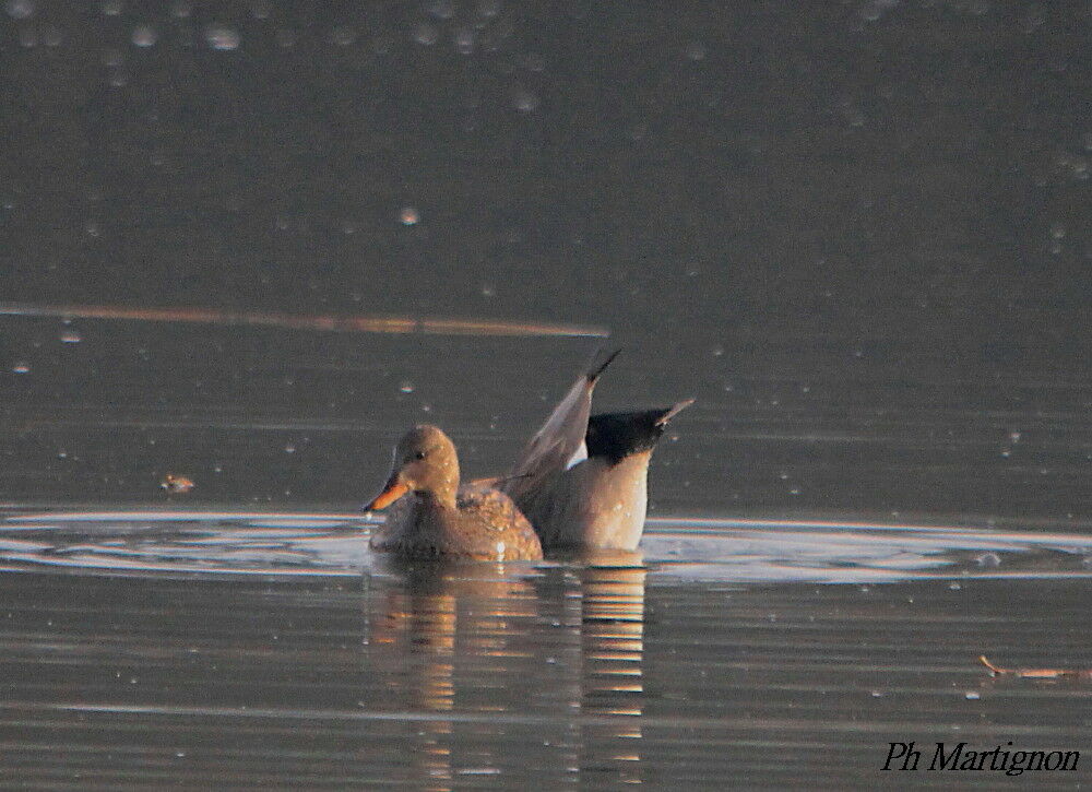 Canard chipeauadulte, pêche/chasse, mange