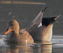 Canard chipeau