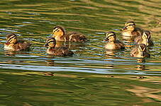 Canard colvert