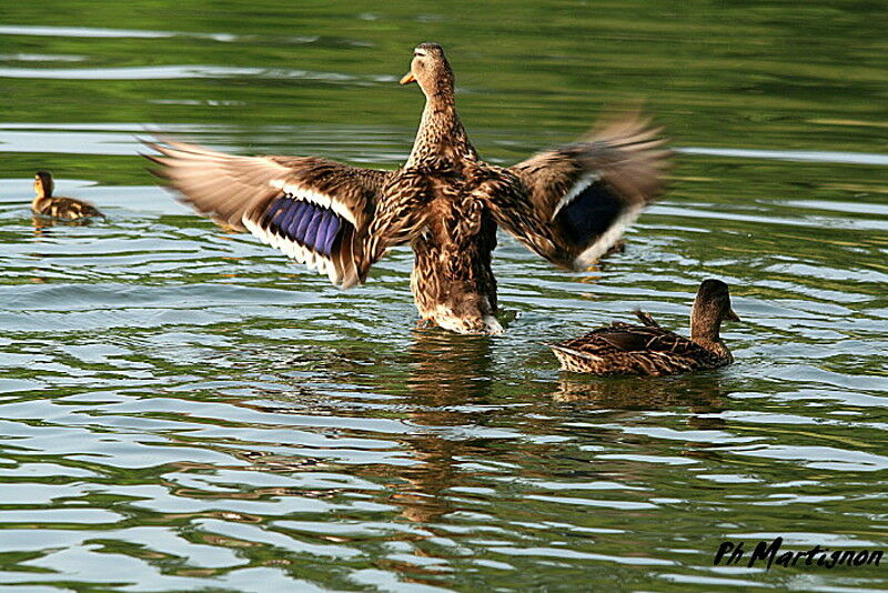 Canard colvert femelle, identification, Comportement