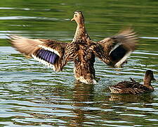 Canard colvert