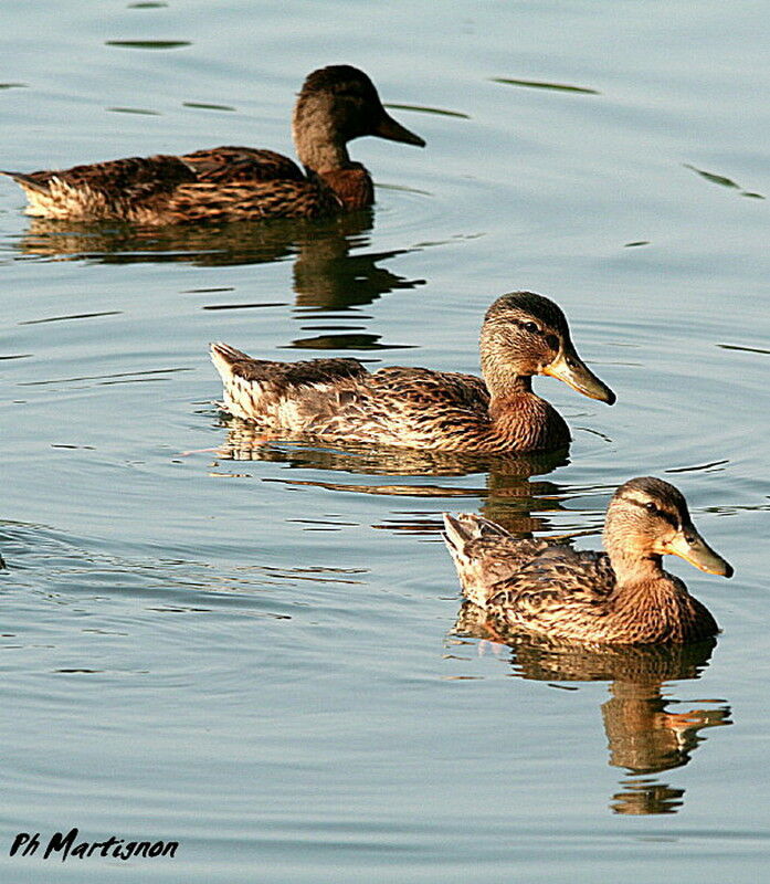 Canard colvertimmature, identification