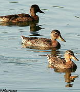 Canard colvert