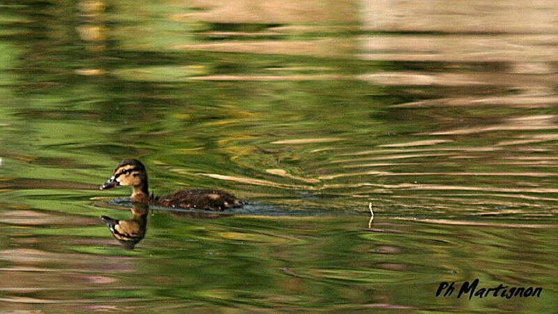 Canard colvertjuvénile, identification