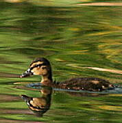 Canard colvert