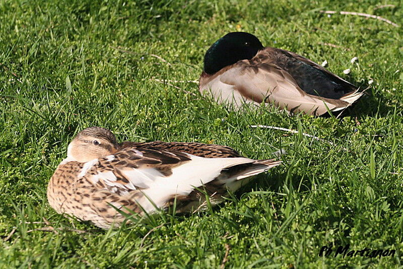 Mallard 