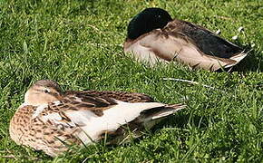 Canard colvert