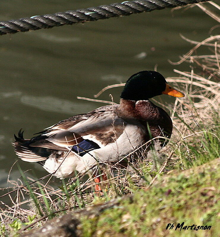 Mallard male