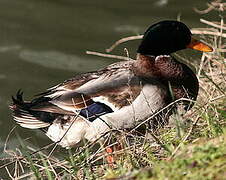 Canard colvert