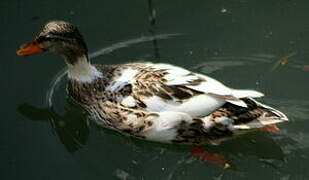 Canard colvert