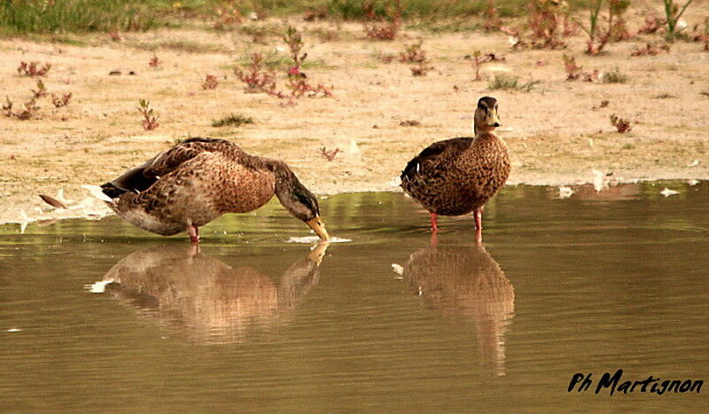 Canard colvert