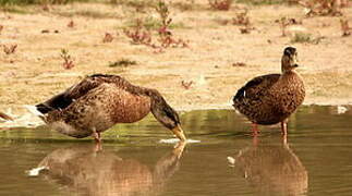 Canard colvert