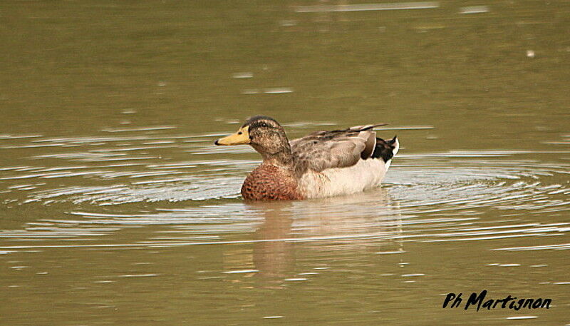 Canard colvert mâle