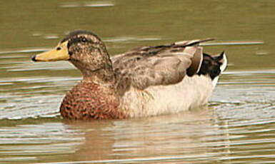 Canard colvert