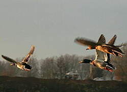 Canard colvert