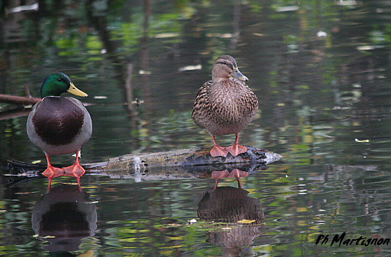 Canard colvertadulte