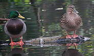 Canard colvert