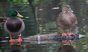 Mallard