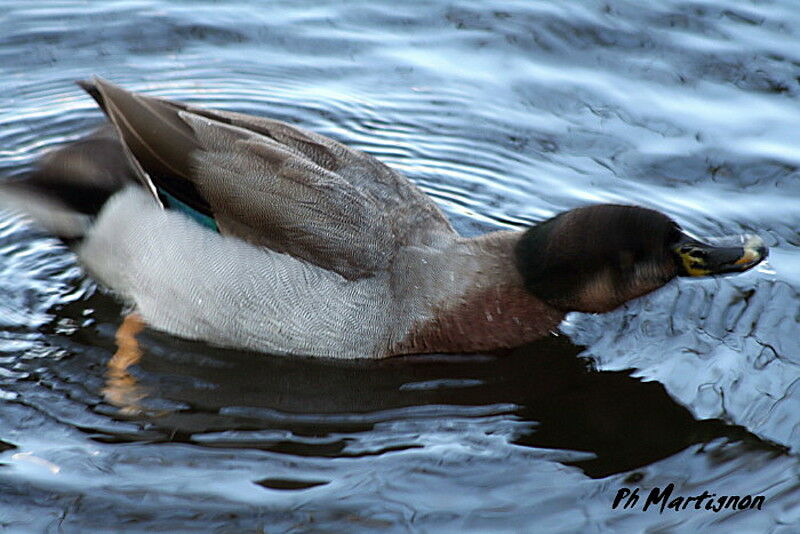 Canard colvert