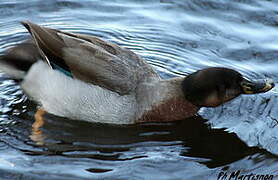 Canard colvert