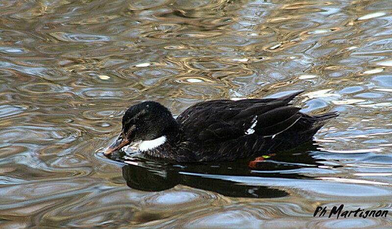 Mallard