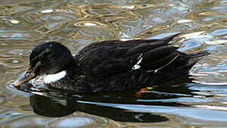 Canard colvert