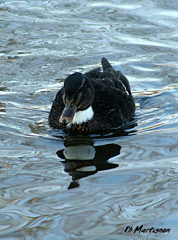 Canard colvert