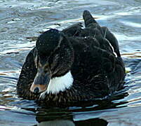 Canard colvert