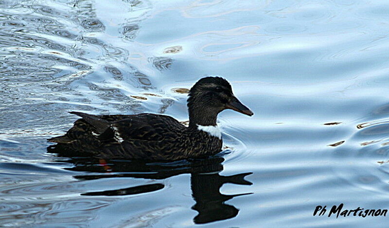 Canard colvert